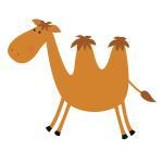 Camel