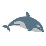 Dolphin