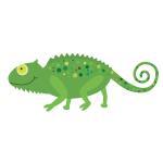 Lizard